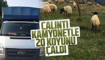 Çalıntı kamyonetle 20 koyunu çaldı