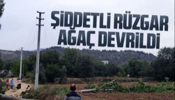 Şiddetli rüzgar ağaç devirdi