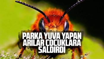 Parka yuva yapan arılar çocuklara saldırdı