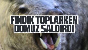 Fındık toplarken domuz saldırdı