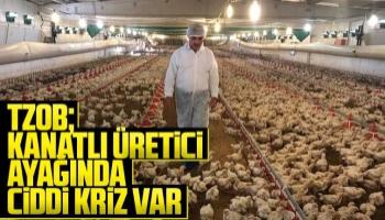 TZOB: Kanatlı üretici ayağında ciddi kriz var