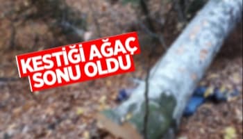 Kestiği ağaç sonu oldu