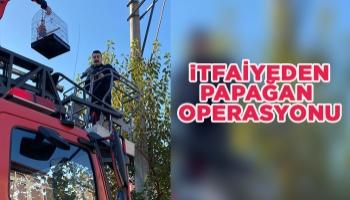 Akyazı'da itfaiyeden papağan operasyonu