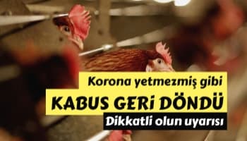 Kümes hayvanları için kuş gribi uyarısı