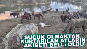 Sucuk olmaktan kurtarılan atların  akıbeti belli oldu