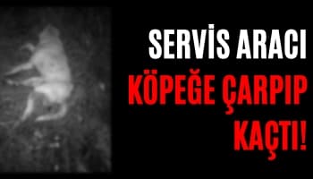 Servis Aracı Köpeğe Çarpıp Kaçtı!