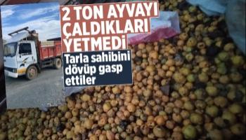 2 ton ayva çalıp tarla sahibini gasp ettiler