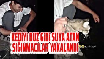 Kediyi buz gibi suya atan sığınmacılar yakalandı