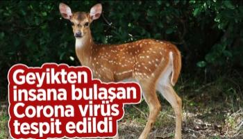 Şimdi de Bambi virüsü tehdidi ortaya çıktı