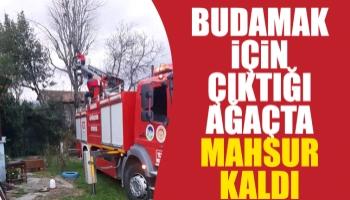 Ağaçta mahsur kaldı, itfaiye kurtardı