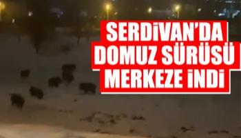 Serdivan'da domuz sürüsü merkezine indi