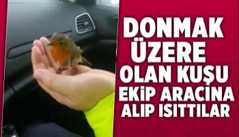 Donmak üzere olan kuşu ekip aracına alıp ısıttılar