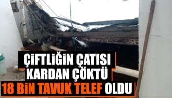 Çatı kardan çöktü 18 bin tavuk telef oldu