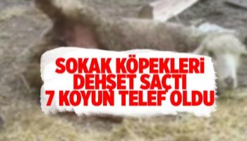 Sokak köpekleri dehşet saçtı 7 koyun telef oldu