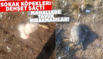 Akyazı'da sokak köpekleri tavuk ve hindileri telef etti.