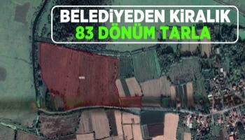 Akyazı Belediyesi 83 dönüm tarlayı 3 yıllığına kiraya veriyor