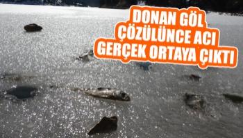 Donan gölde balıklar öldü