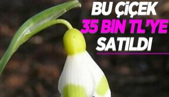 Bu çiçek 35 bin TL’ye satıldı