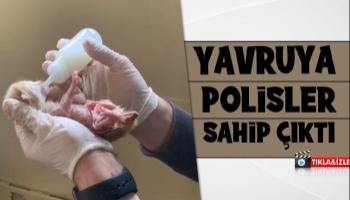 Yeni doğmuş yavru kediye polis şefkati