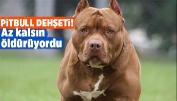 Sakarya'da pitbull dehşeti