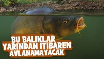 Bu balıklar, yarından itibaren avlanamayacak