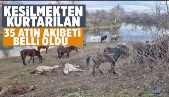 Kesilmekten kurtarılan atlar sahiplendirilecek