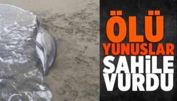 Karasu'da 3 yunus sahile vurdu