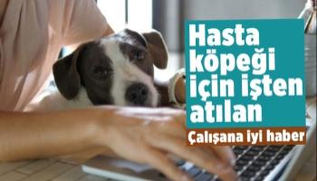 Yargıtay’dan hasta köpeği için işten atılan davacıya iyi haber