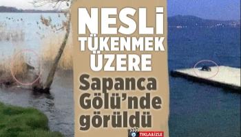 Nesli tükenmek üzere Sapanca Gölü’nde görüldü