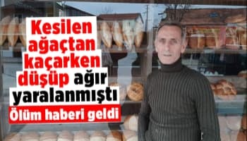 Kesilen ağaç altında kalmamak için kaçarken hayatını kaybetti