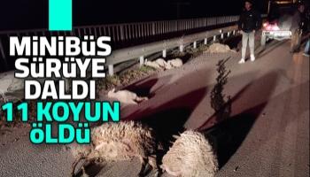 Minibüs 100 koyunun arasında daldı: 11'i öldü