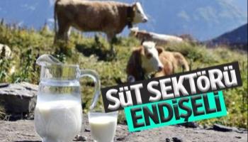 Süt sektörü ihracatın kısıtlanmasından endişeli