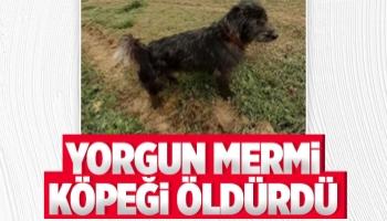 Yorgun mermi köpeği öldürdü