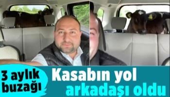 3 aylık buzağı, kasabın yol arkadaşı oldu. Sonu kurbanlık olmasın.