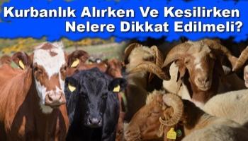 Kurbanlık Alırken Ve Kesilirken Nelere Dikkat Edilmeli?