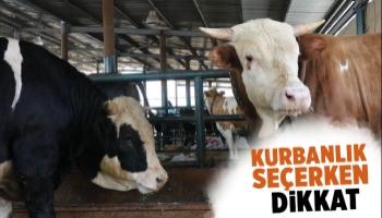 Kurbanlık seçerken bunlara dikkat edin