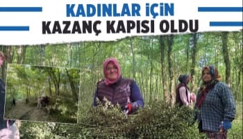 Dikenine katlanarak evlerine ekmek parası götürüyorlar