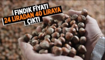 Fındık fiyatı 40 lira oldu