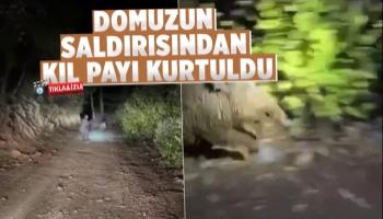 Kendisine saldıran domuzdan kıl payı kurtuldu