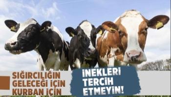 İnekleri kurban için tercih etmeyin tavsiyesi