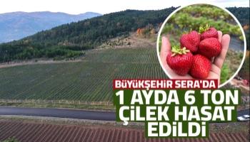 Çilek hasadının ikinci yılı bereketli başladı