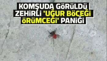 Komşuda zehirli örümcek görüldü