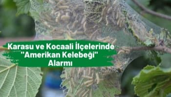 Karasu ve Kocaali İlçelerinde "Amerikan Kelebeği"  Alarmı