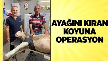 Ayağı kırılan koyuna operasyon