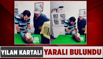 Yaralı bulunan yılan kartalı tedavi ediliyor