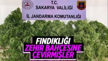 Fındık hasadı yerine kenevir hasadı yapıldı!