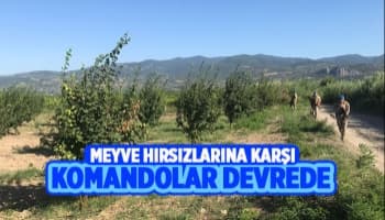 Geyve ve Pamukova'da meyve bahçelerini komandolar koruyor