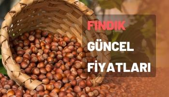 Fındık Güncel Fiyatları Ne Kadar Oldu? 27 Temmuz Çarşamba