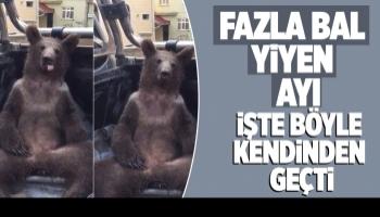 Fazla bal yiyen ayı kendinden geçti