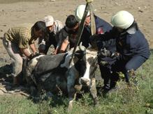 Zavallı İnek İtfaiye Tarafından Kurtarıldı